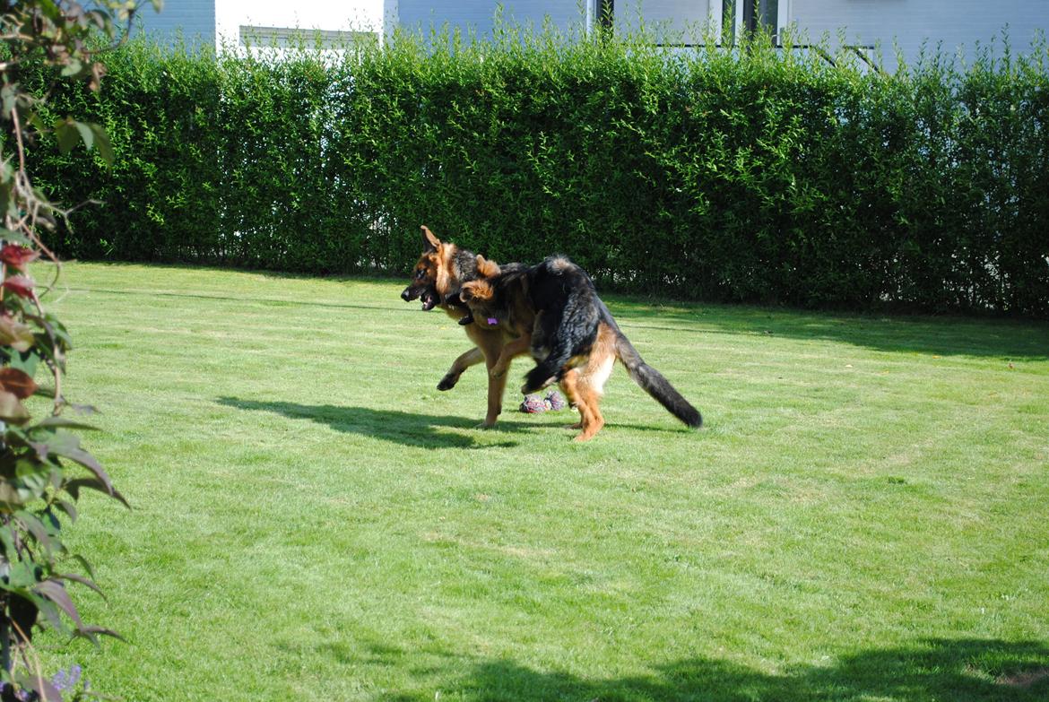 Schæferhund Smeds Harley - HEY HEY! Svinestreg!!! ser i hvad hun gør ved mig? :o billede 12