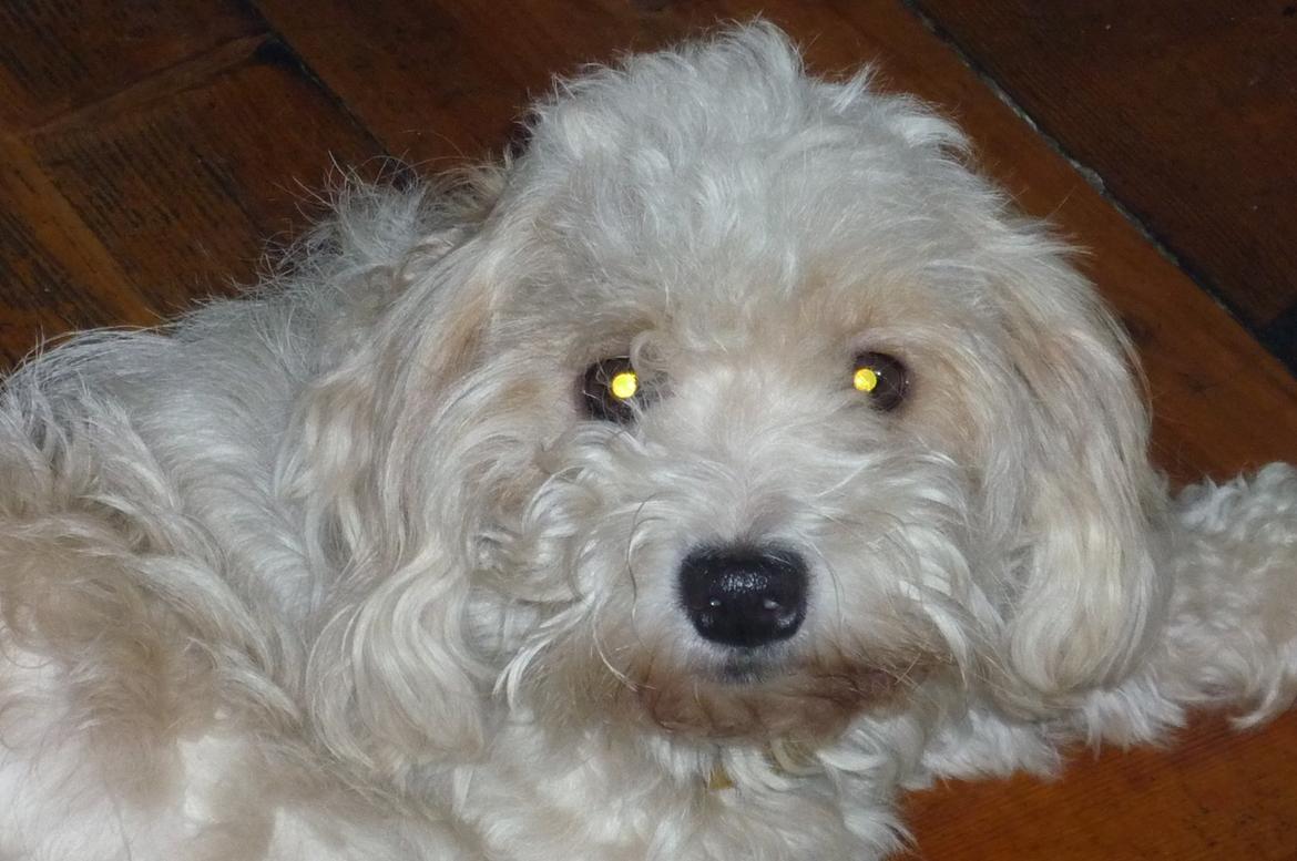 Løwchen CHLOE billede 2