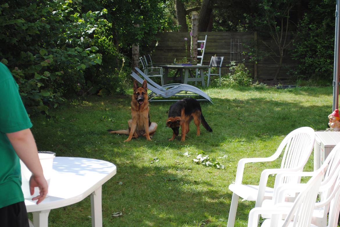 Schæferhund Smeds Harley - Her er lige et billede til alle damerne derude..  billede 13