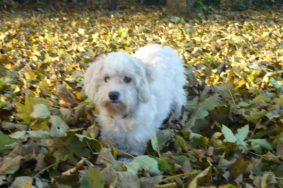 Løwchen CHLOE billede 7