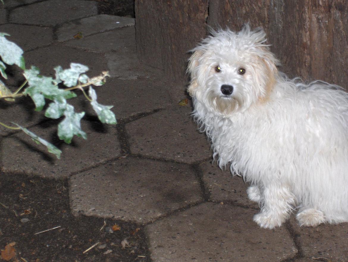 Løwchen CHLOE - Venter på mor billede 1