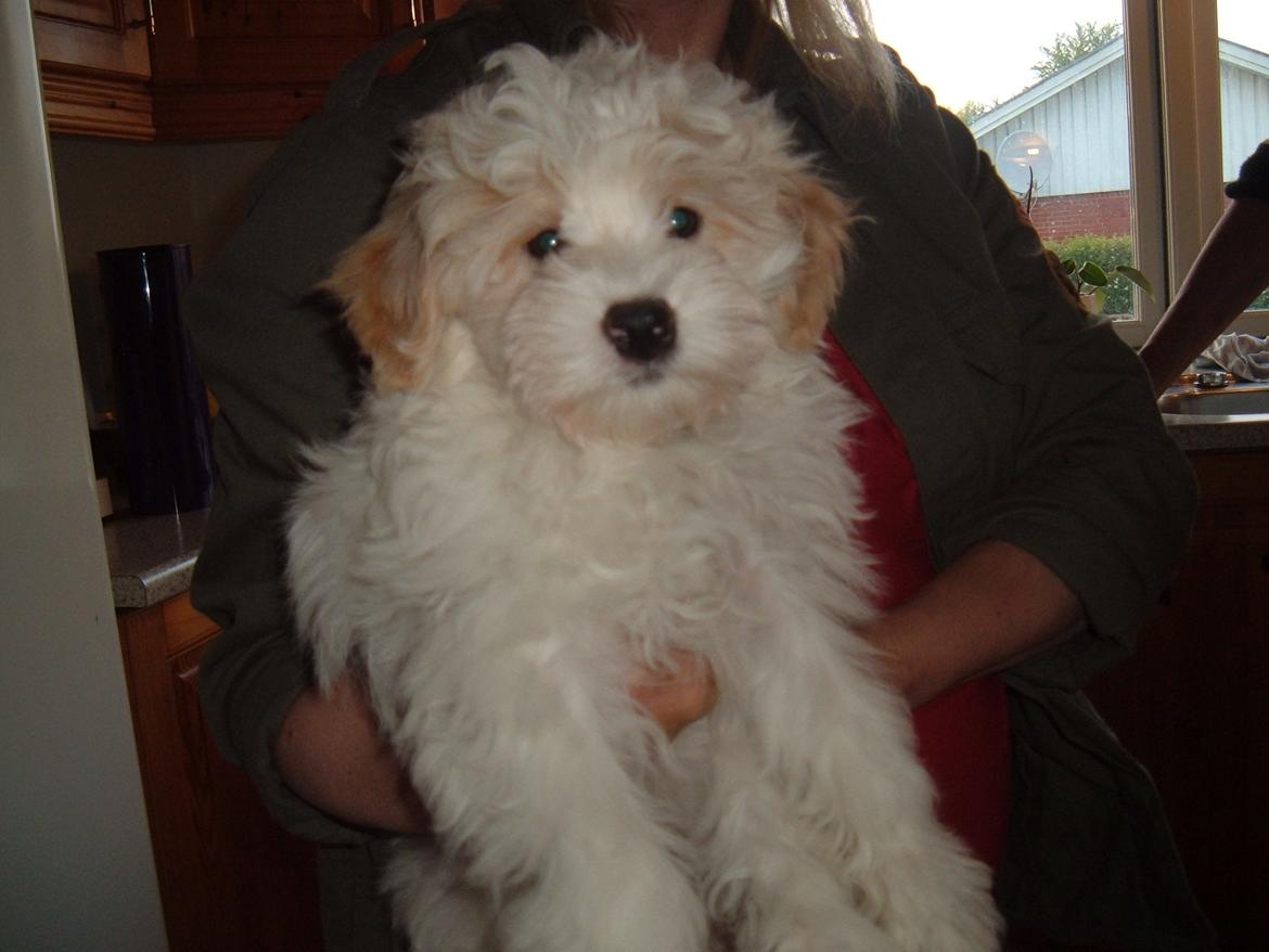 Løwchen CHLOE - Chloe som 10 uger billede 6