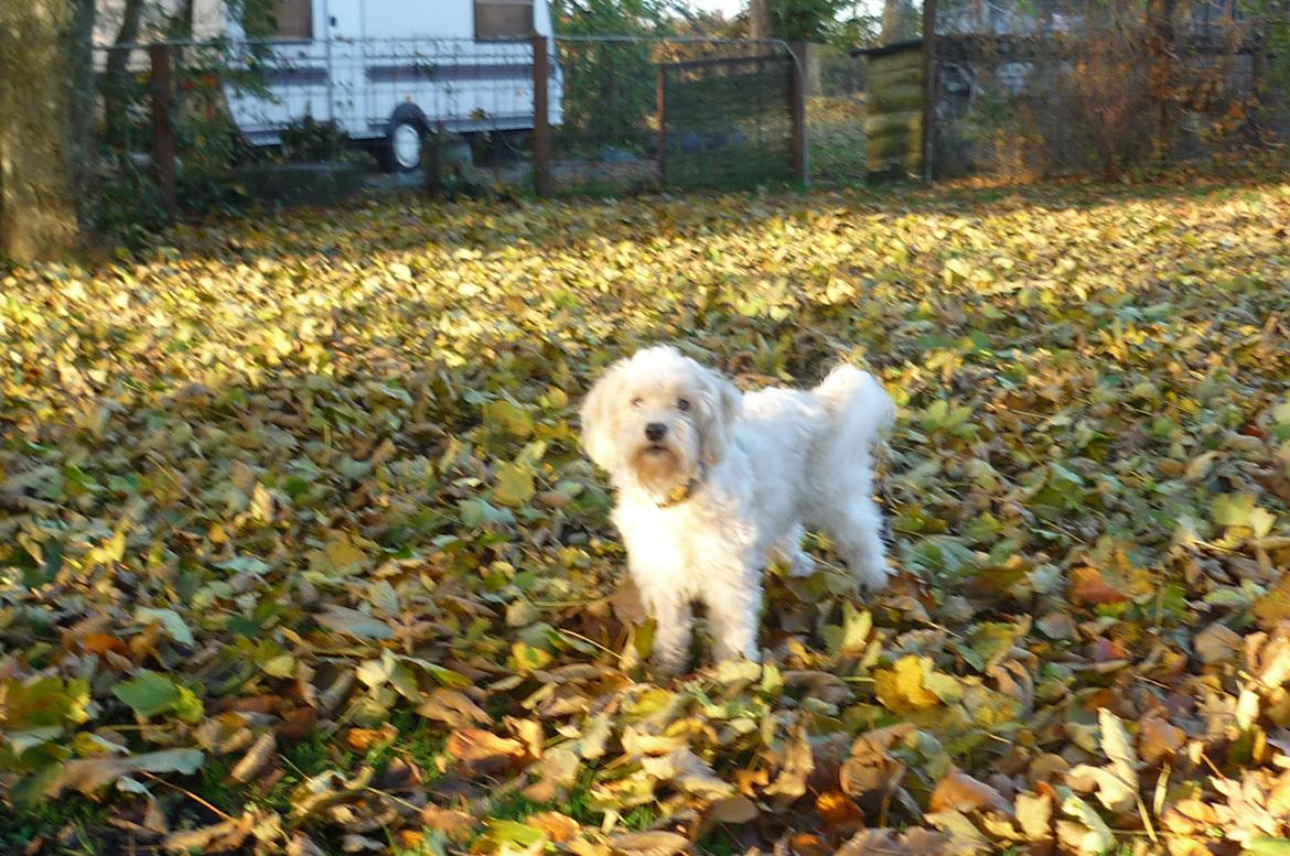 Løwchen CHLOE billede 8