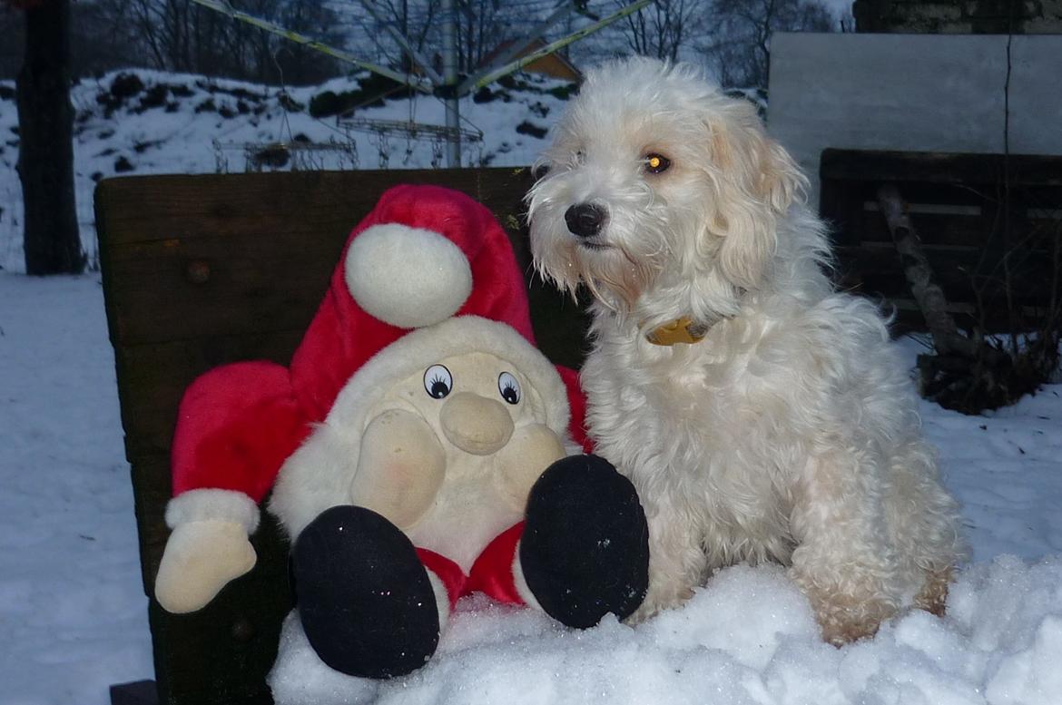 Løwchen CHLOE - Chloe elsker julemanden billede 4