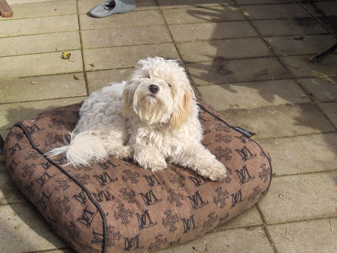 Løwchen CHLOE billede 9