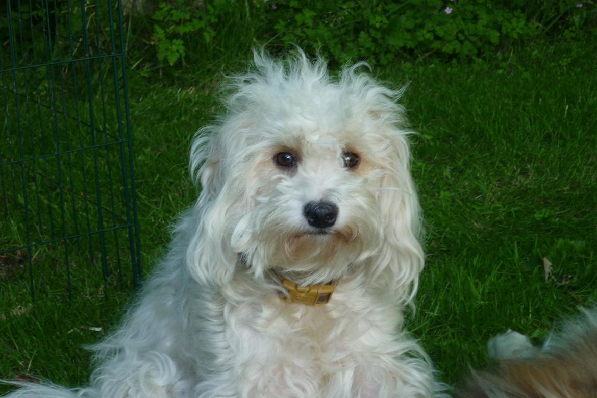 Løwchen CHLOE billede 10