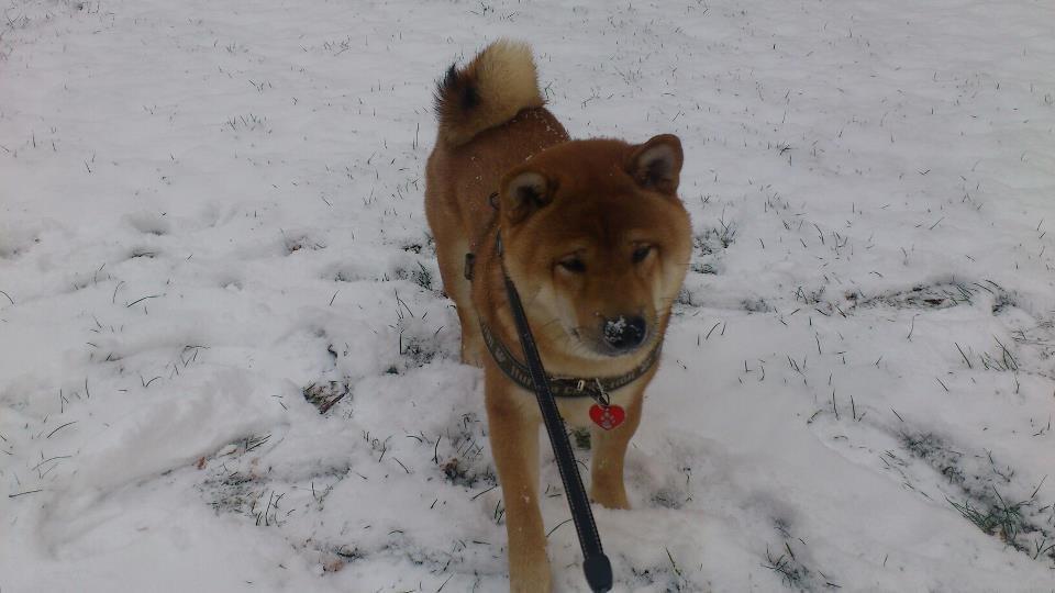 Shiba Taiki (Kennel Misaiko) billede 1