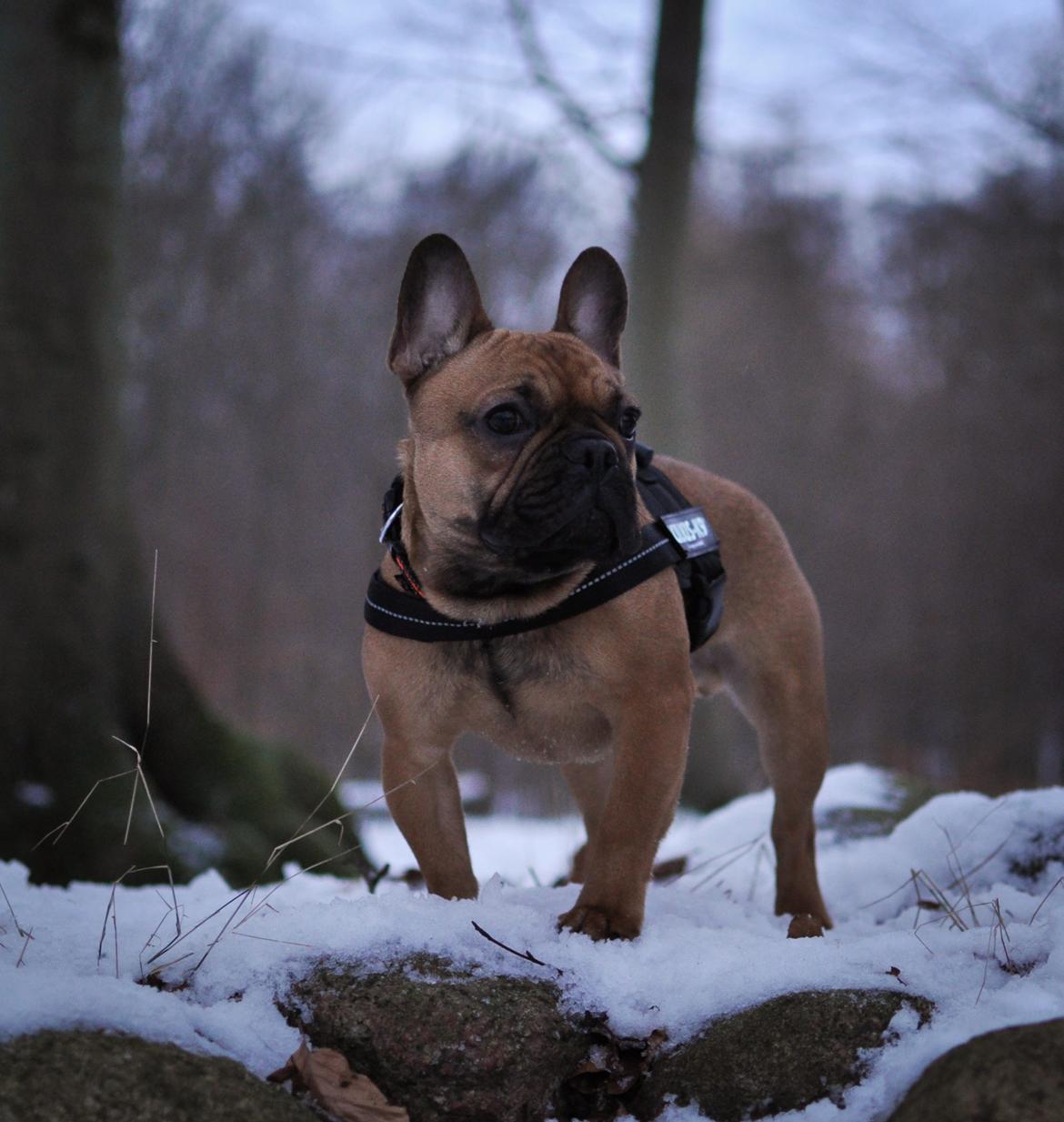 Fransk bulldog Joey - En tur i skoven - 7 måneder billede 17