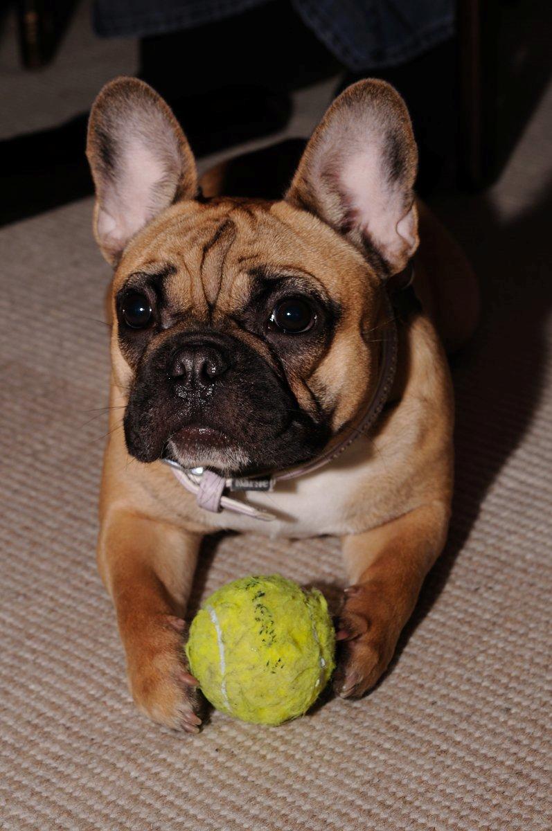 Fransk bulldog Bella billede 14