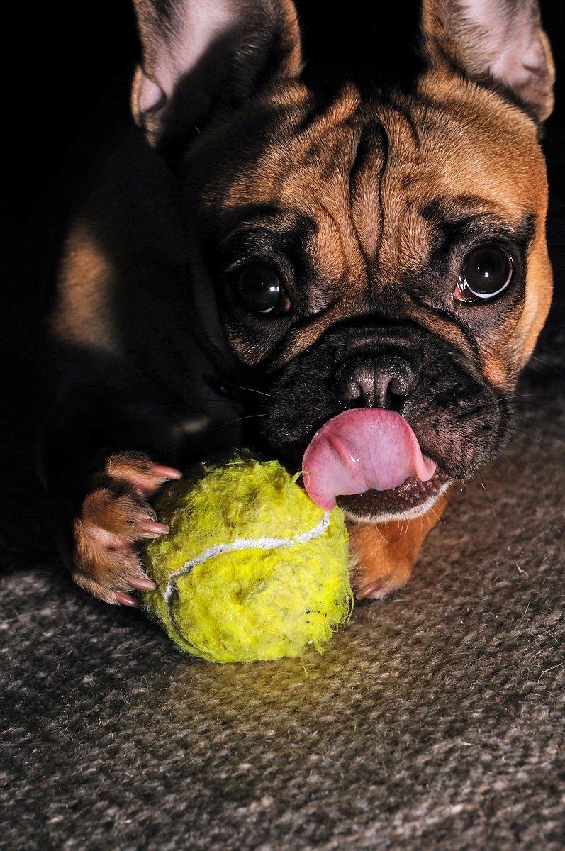 Fransk bulldog Bella - My beautiful girl <3 billede 13