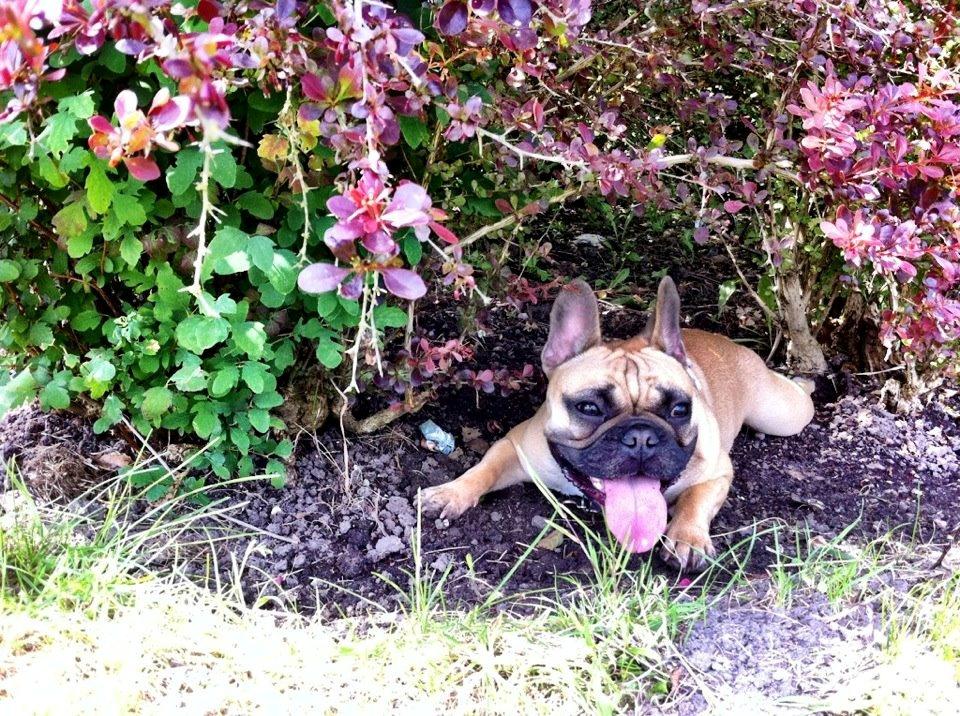 Fransk bulldog Bella - Skyggen er det bedste om sommeren! billede 16