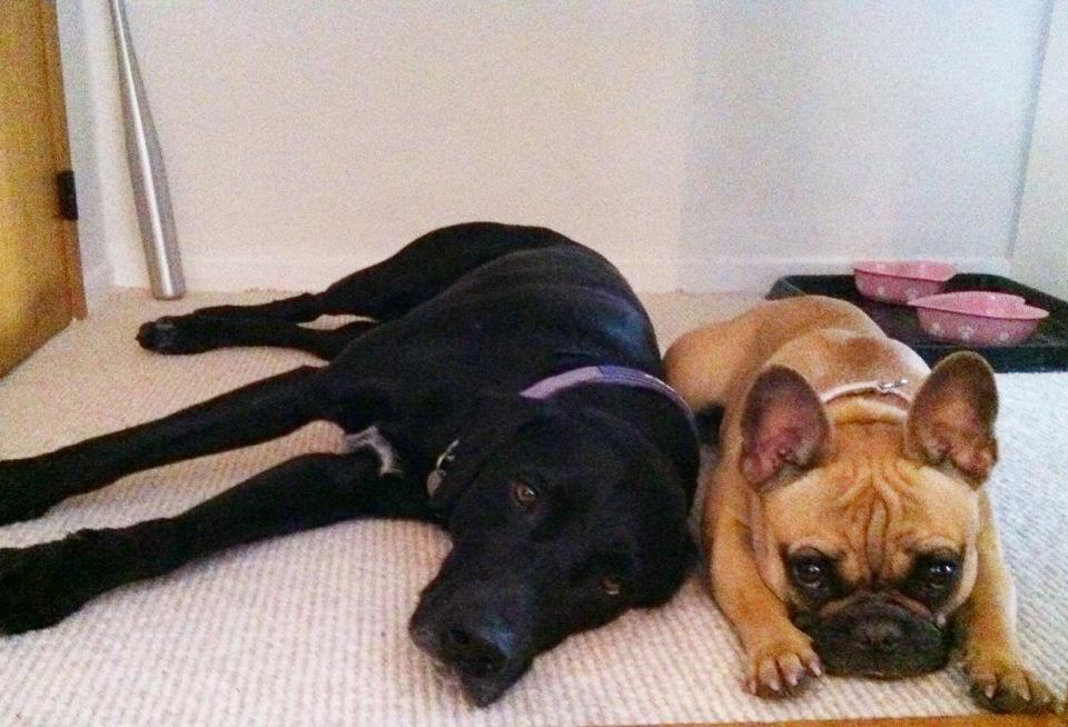 Fransk bulldog Bella - Bella og hendes bedste ven Simba :) billede 18