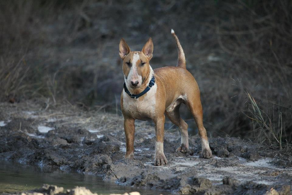 Bullterrier Dexter billede 14