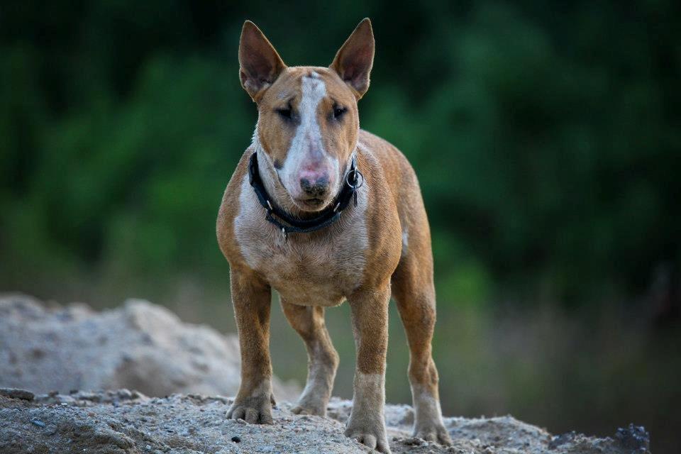 Bullterrier Dexter billede 15