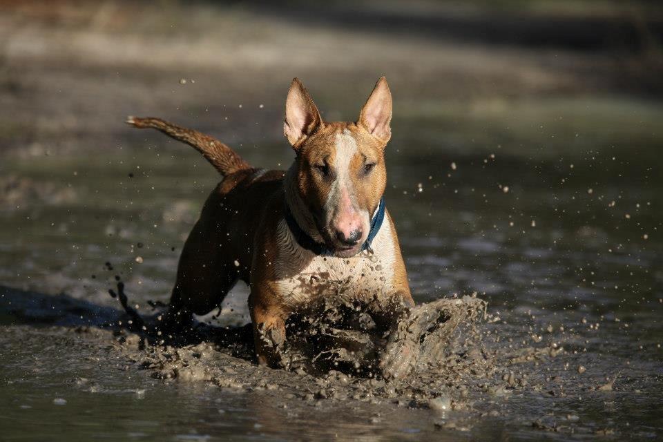 Bullterrier Dexter billede 17