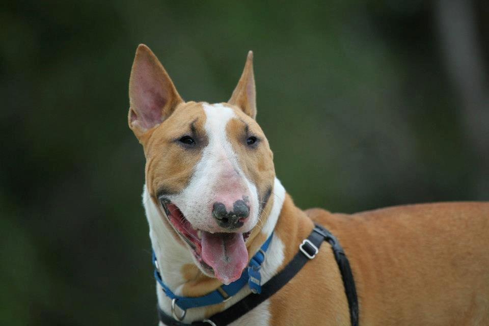 Bullterrier Dexter billede 22