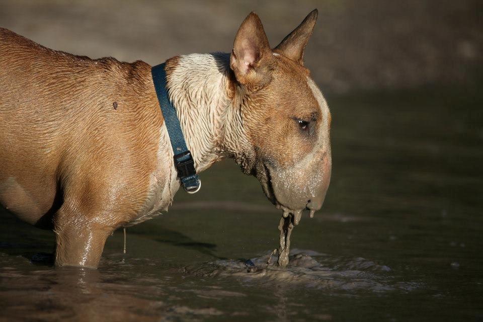 Bullterrier Dexter billede 23