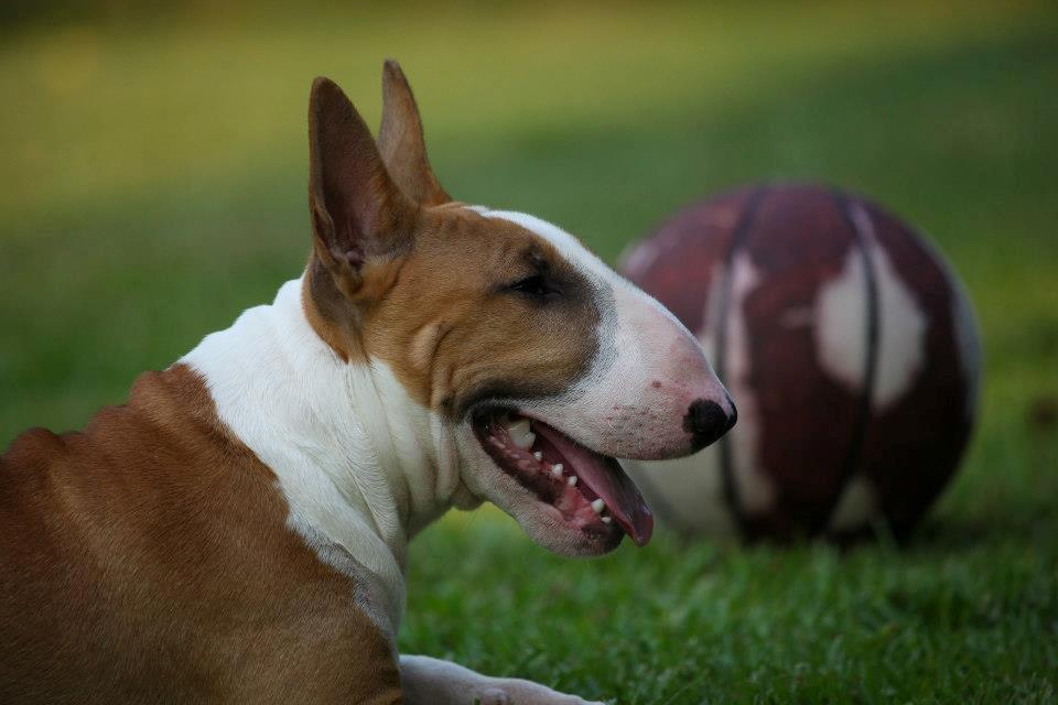 Bullterrier Dexter billede 24