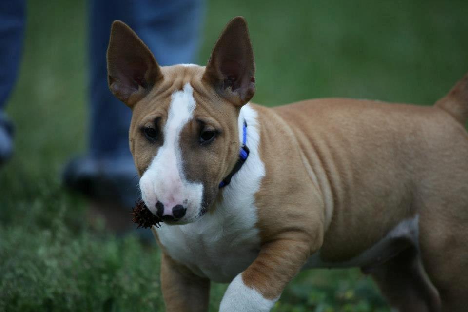 Bullterrier Dexter billede 25