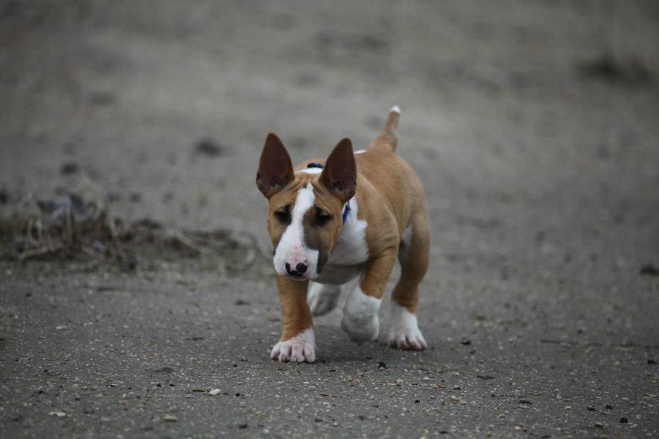 Bullterrier Dexter billede 26