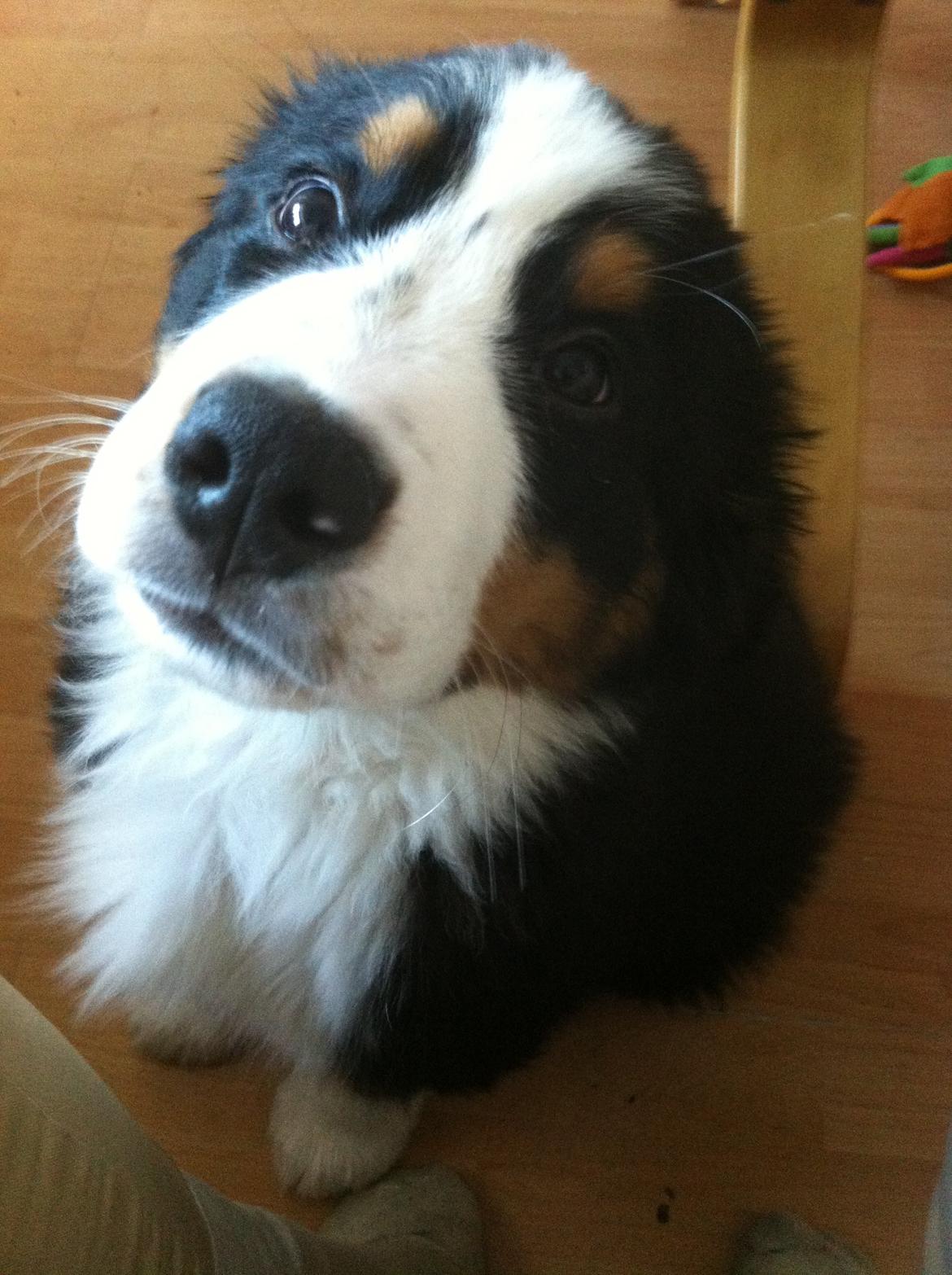 Berner sennenhund Samson - Du kan da ikke modstå mine øjne, ka' du ? billede 3