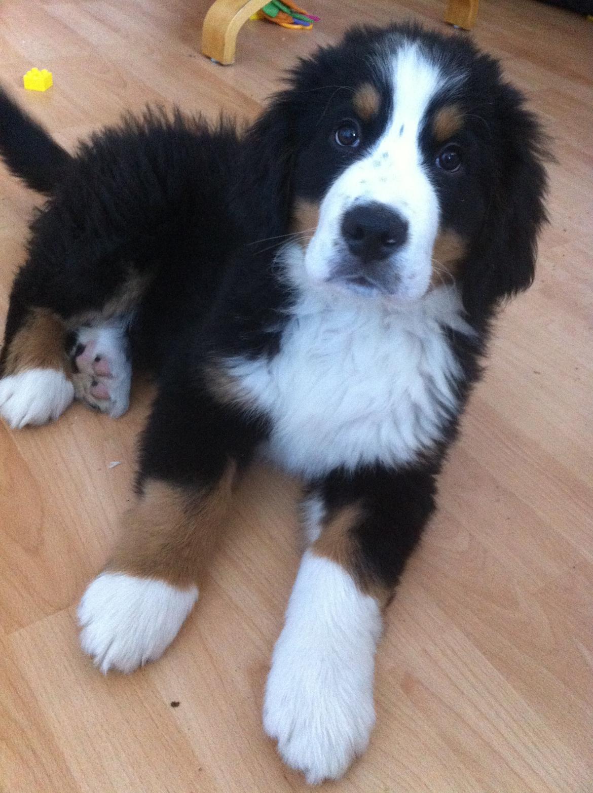 Berner sennenhund Samson - Ligger fint og venter på at må snuppe brødet der faldt ned fra gulvet! billede 1