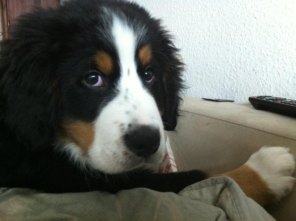 Berner sennenhund Samson billede 4