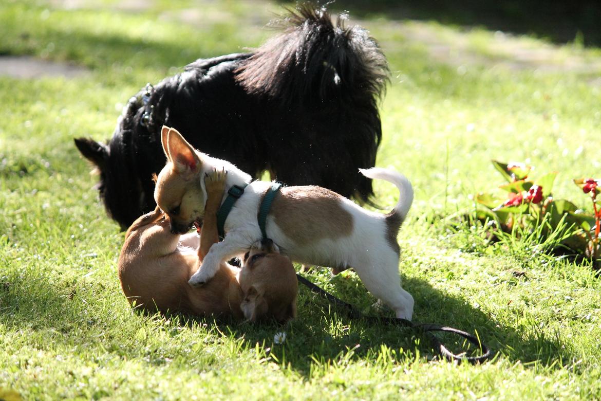 Chihuahua Milo billede 5