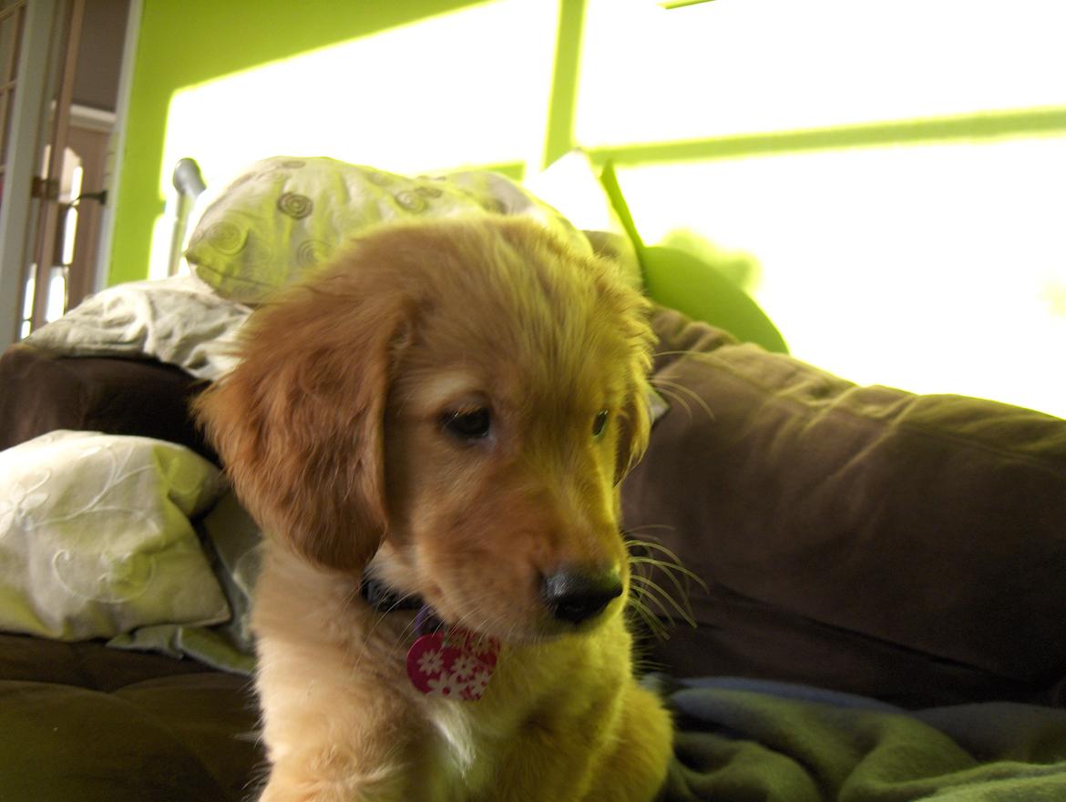 Golden retriever Gaia billede 2