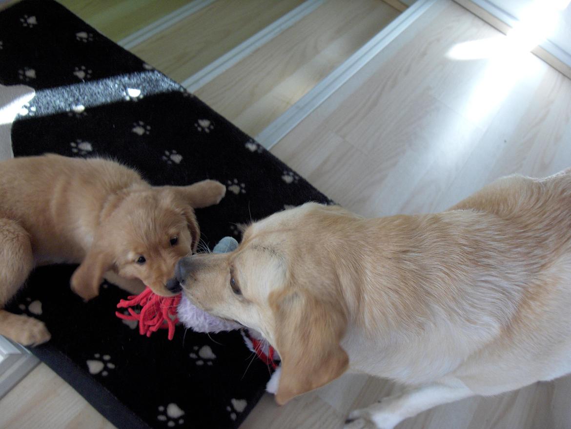 Golden retriever Gaia - Gaia og Gizmo. Dejligt at have en ven at trække i bamser med billede 3