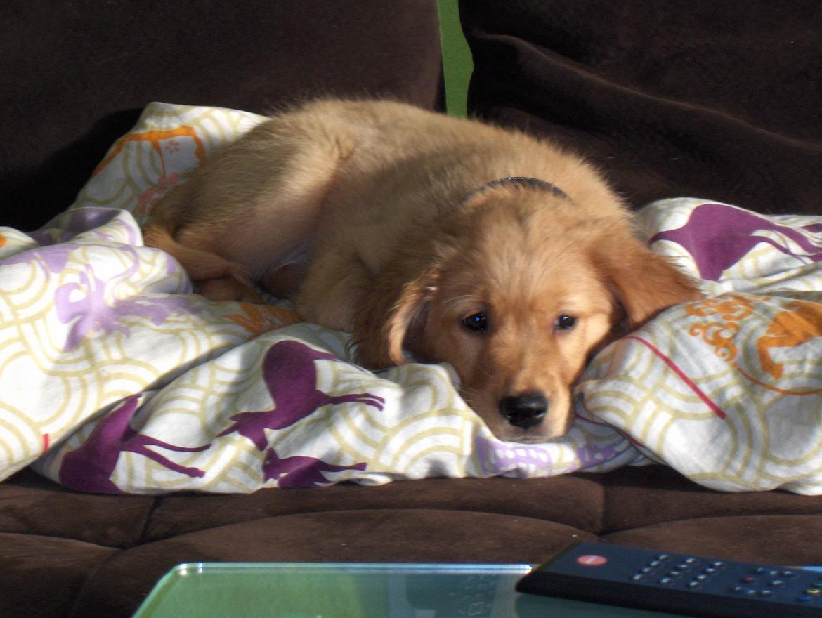 Golden retriever Gaia billede 4