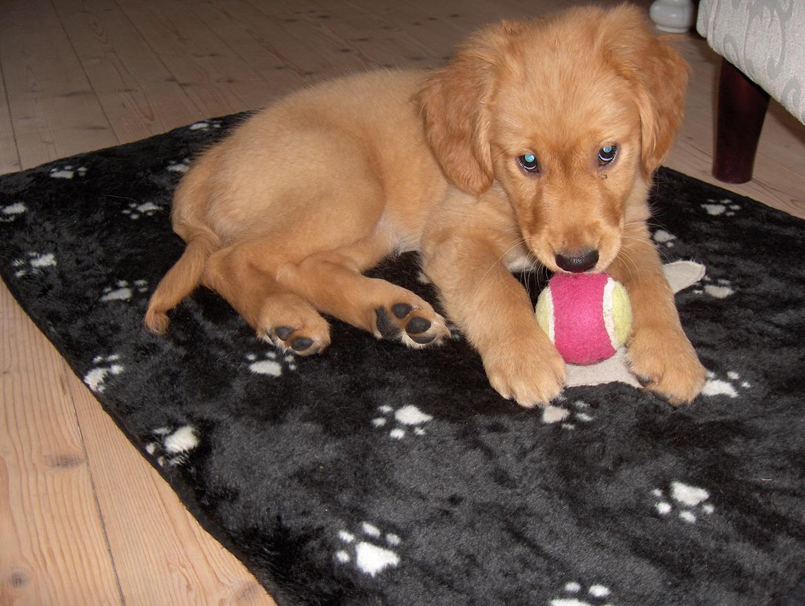 Golden retriever Gaia - Plukker lige en tennisbold :) billede 5