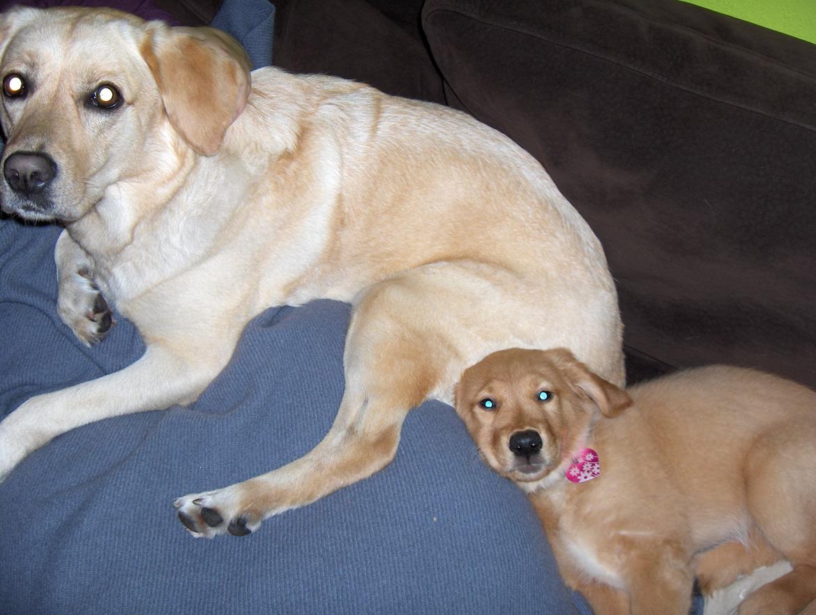 Golden retriever Gaia - Dejligt at have en at puttet op af :) billede 6