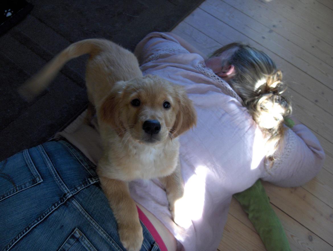 Golden retriever Gaia - Mor skulle lige overfaldes, da hun lagde sig på gulvet. billede 7