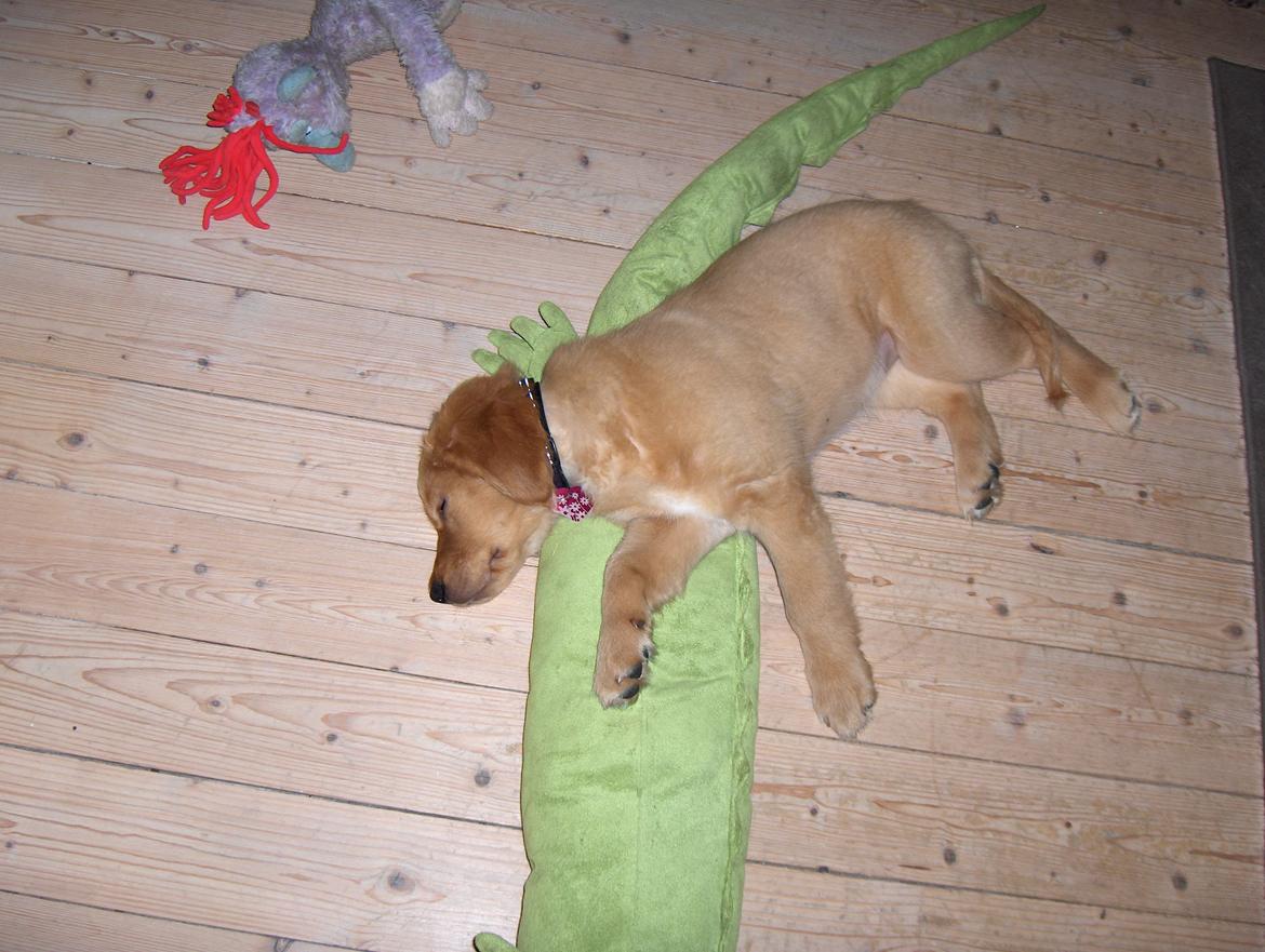 Golden retriever Gaia - Har lige lånt Gizmo's bamse som hovedpude billede 8