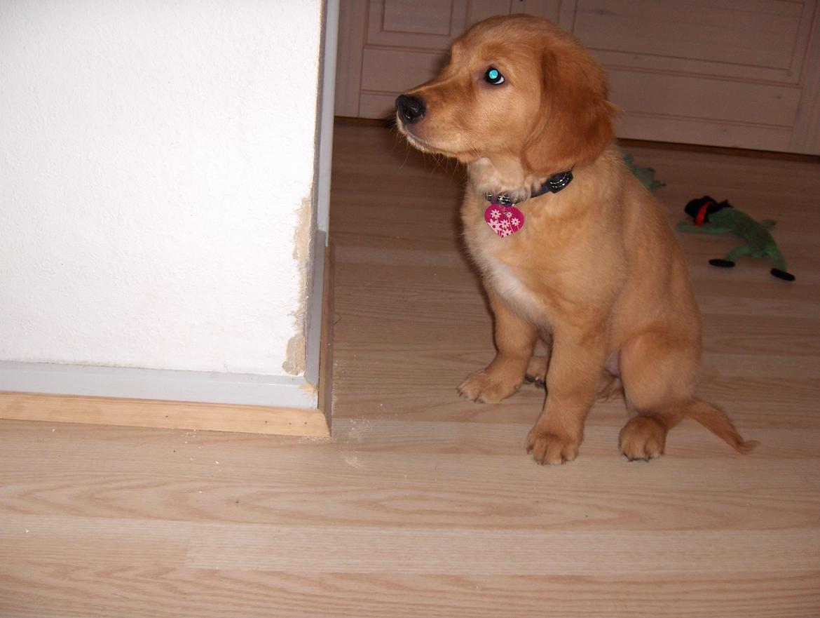 Golden retriever Gaia - Kom lige til at smage lidt på et væghjørne billede 9