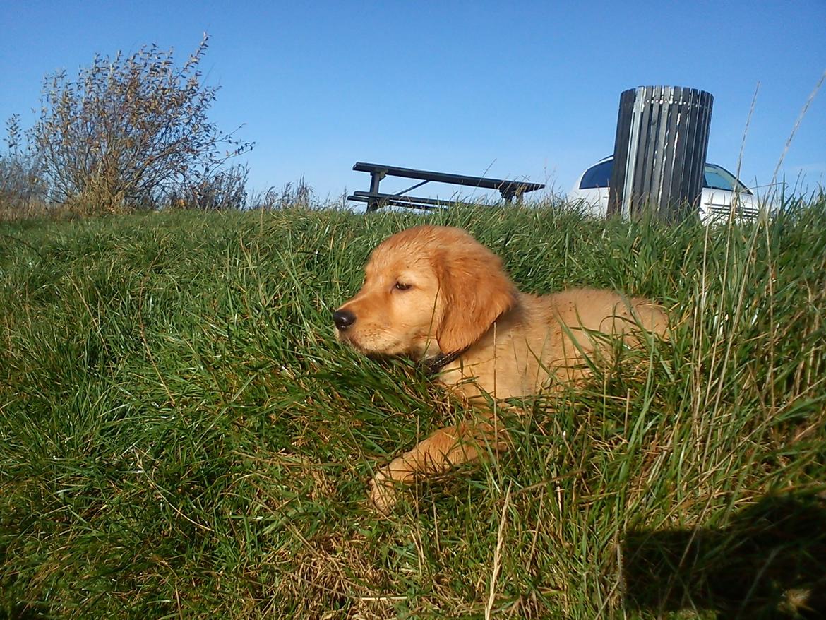 Golden retriever Gaia - Nyder at kigge ud over vandet billede 1