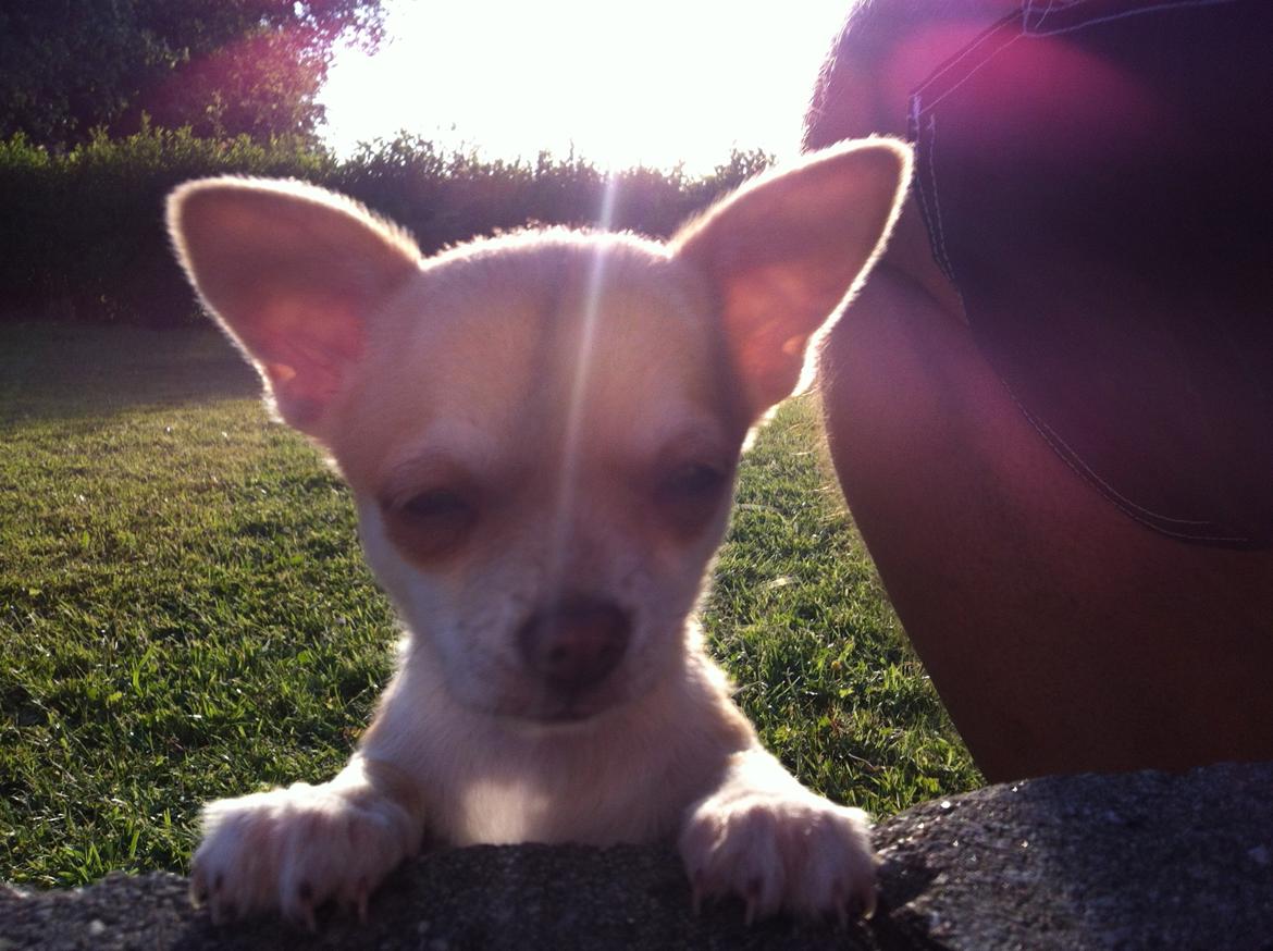 Chihuahua Emma - Aller' første dag i det sønderjyske billede 3