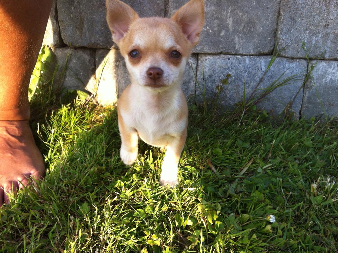 Chihuahua Emma - Første dag i det sønderjyske billede 2