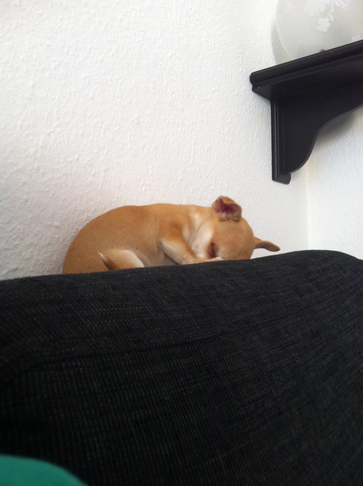 Chihuahua Emma - Sådan kan vi lide og sove :) billede 4