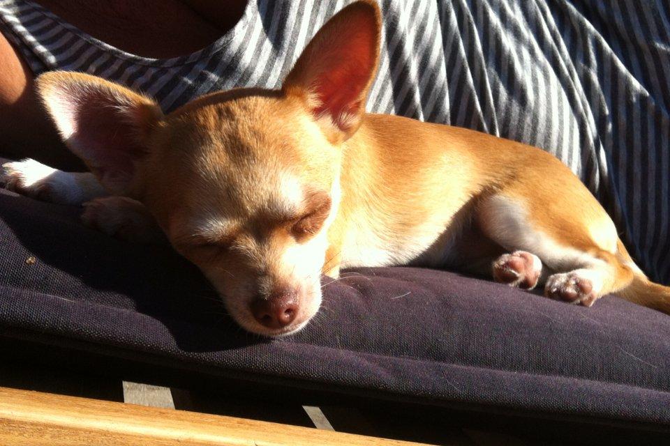 Chihuahua Emma - Mmh solen er nu dejlig billede 5