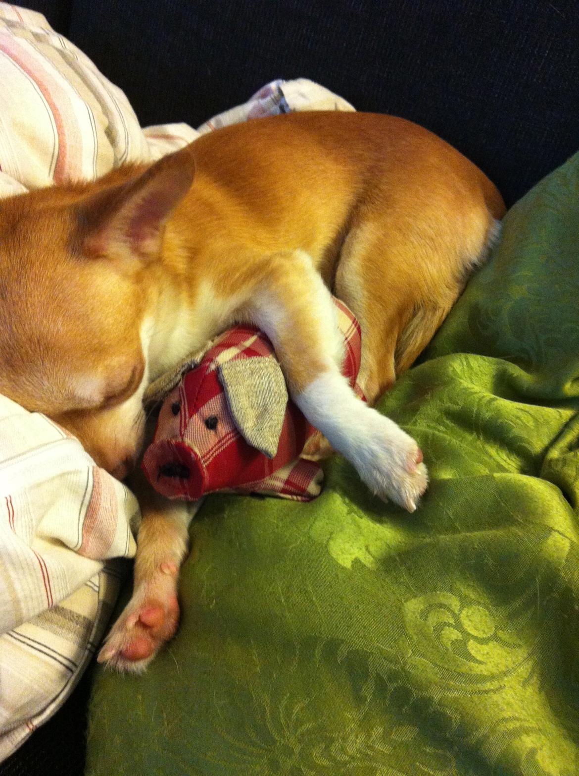 Chihuahua Emma - Der er nu ingen bedre end øffe billede 7