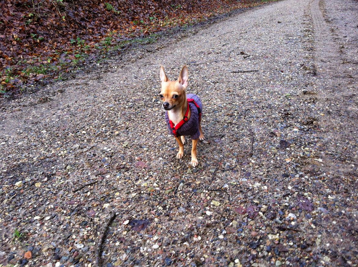 Chihuahua Alberte - Så dygtig til at gå uden snor! billede 8