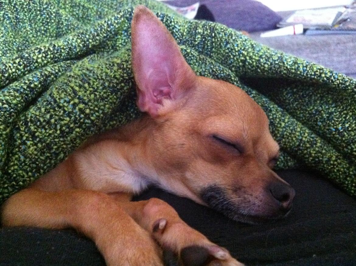 Chihuahua Alberte - Så blev vi trætte billede 9