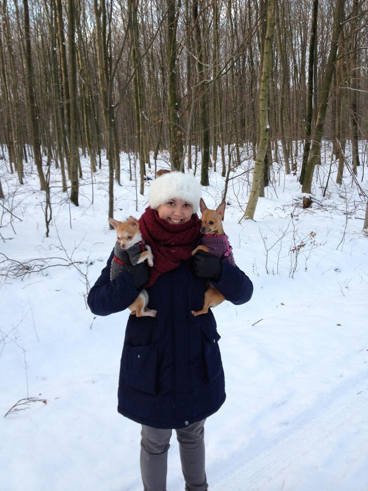 Chihuahua Alberte - Dec. 2012 billede 6