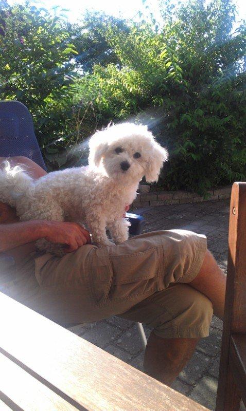 Bichon à poil frisé Simba billede 1