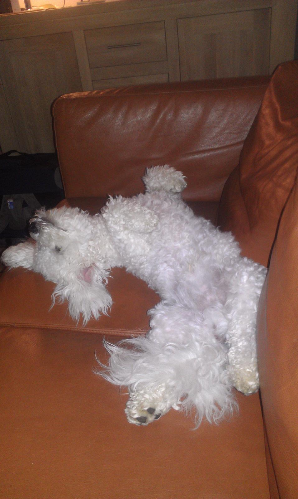 Bichon à poil frisé Simba billede 2