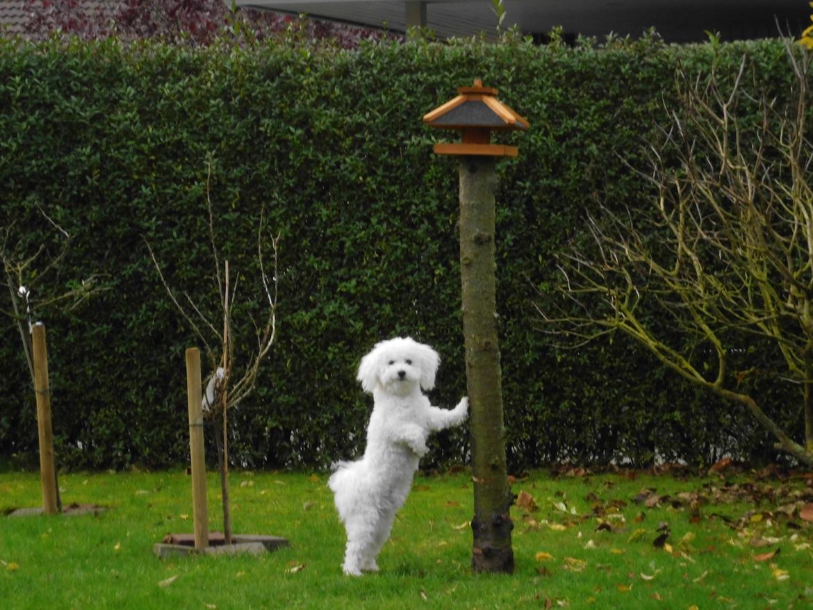 Bichon à poil frisé Simba billede 3