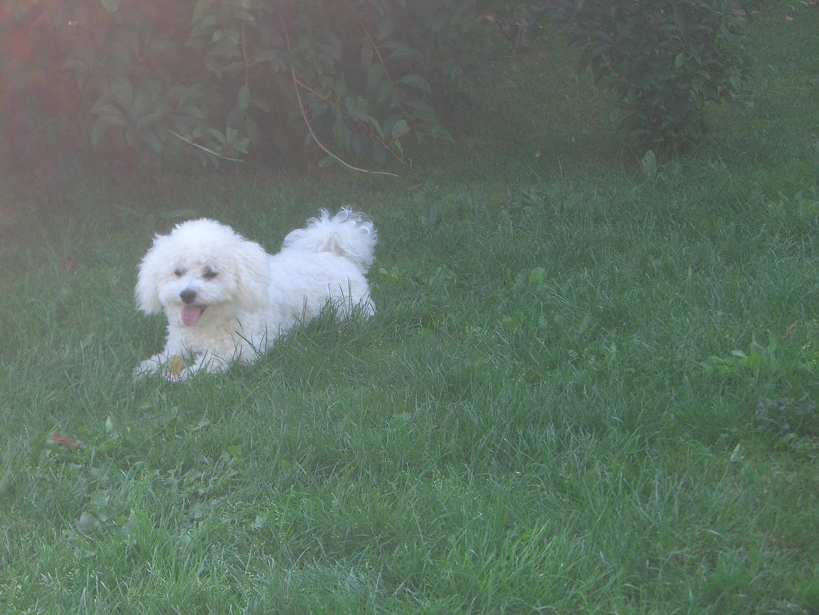 Bichon à poil frisé Simba billede 4