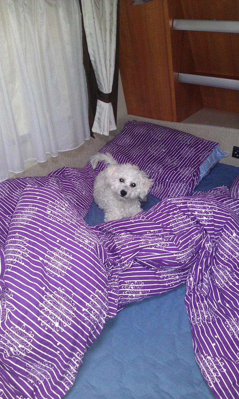 Bichon à poil frisé Simba billede 5